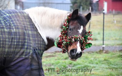 Horses Who Built Me: Ms. Tashina