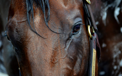 Beyond The Lens: Eye of the Tig…. Horse