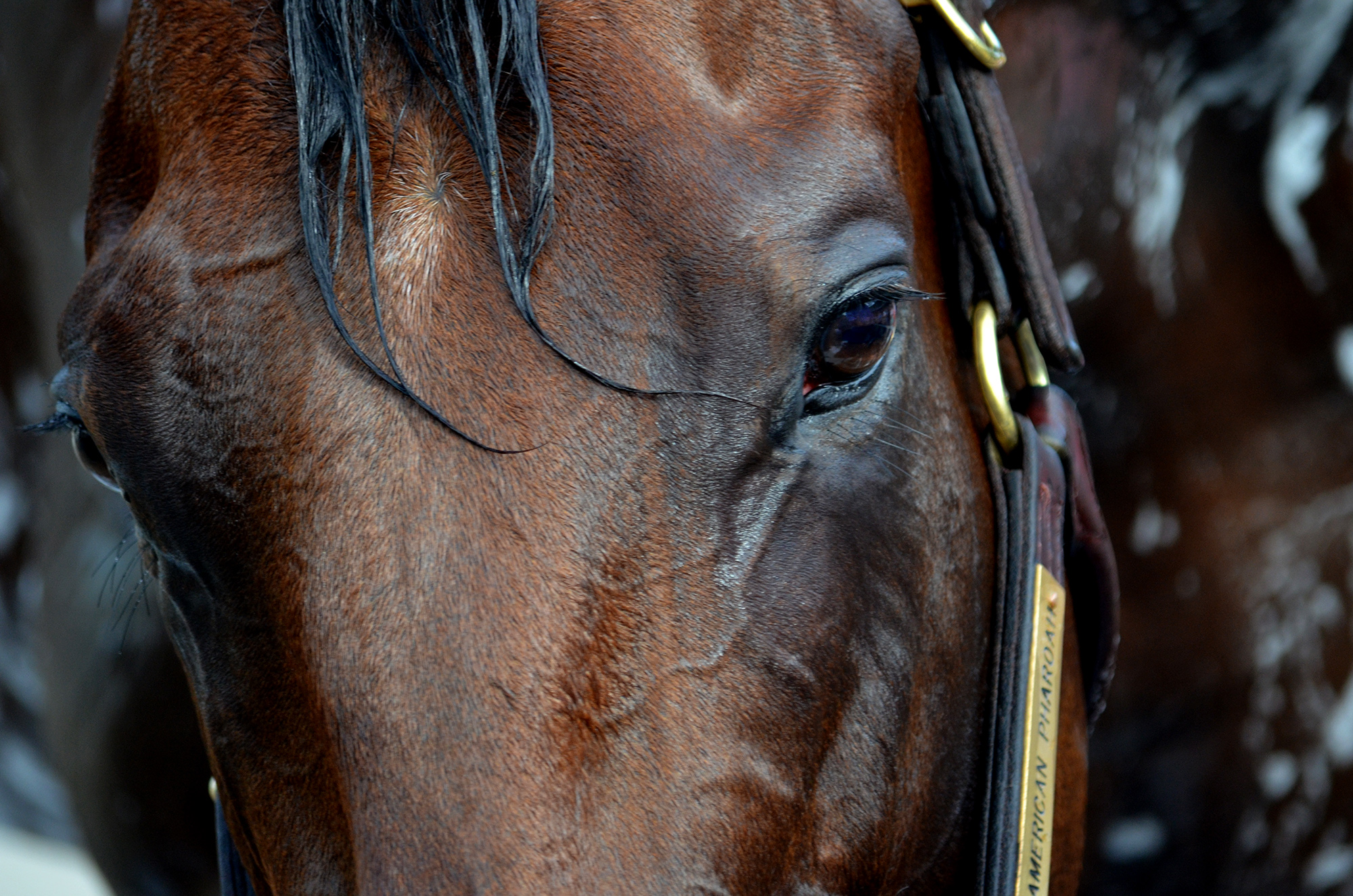 Beyond The Lens: Eye of the Tig…. Horse - Pyrois Media