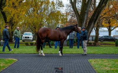 Beyond the Lens: November Kentucky Stallions Part 2