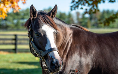 Beyond The Lens: November Kentucky Stallions Part 1