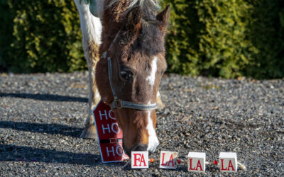 Seven Ways To Become An Equestrian’s Favorite Person This Christmas